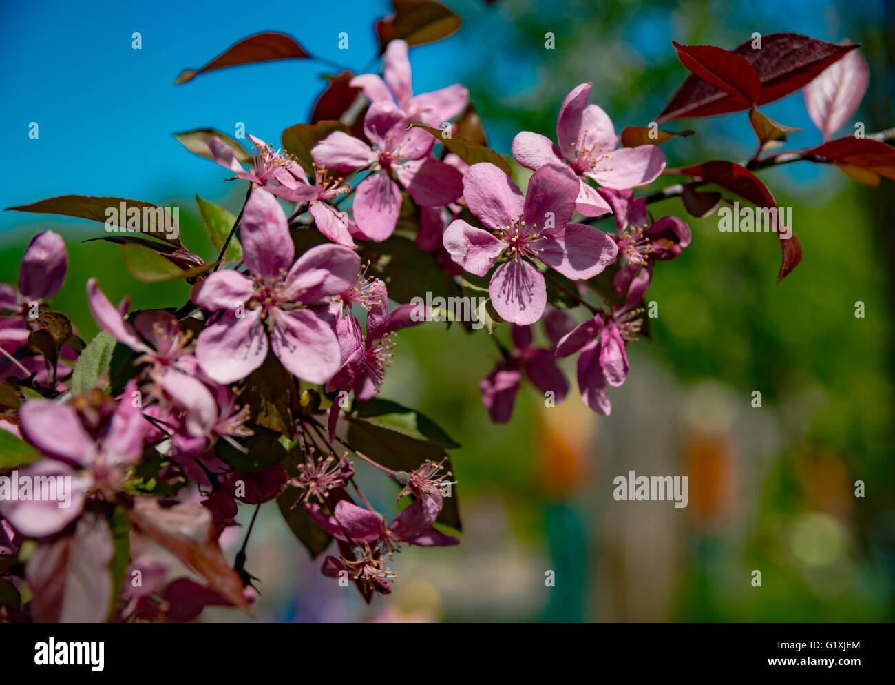 Beautiful Cherry Blossom Tree Stock Photo - Alamy