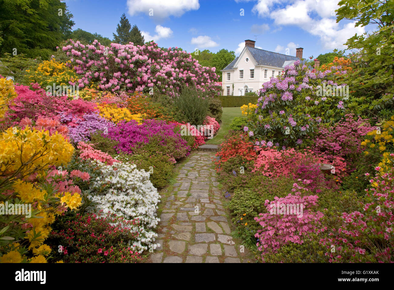 Azaleas and Rhododendrons Stody Lodge Gardens Norfolk May Stock Photo