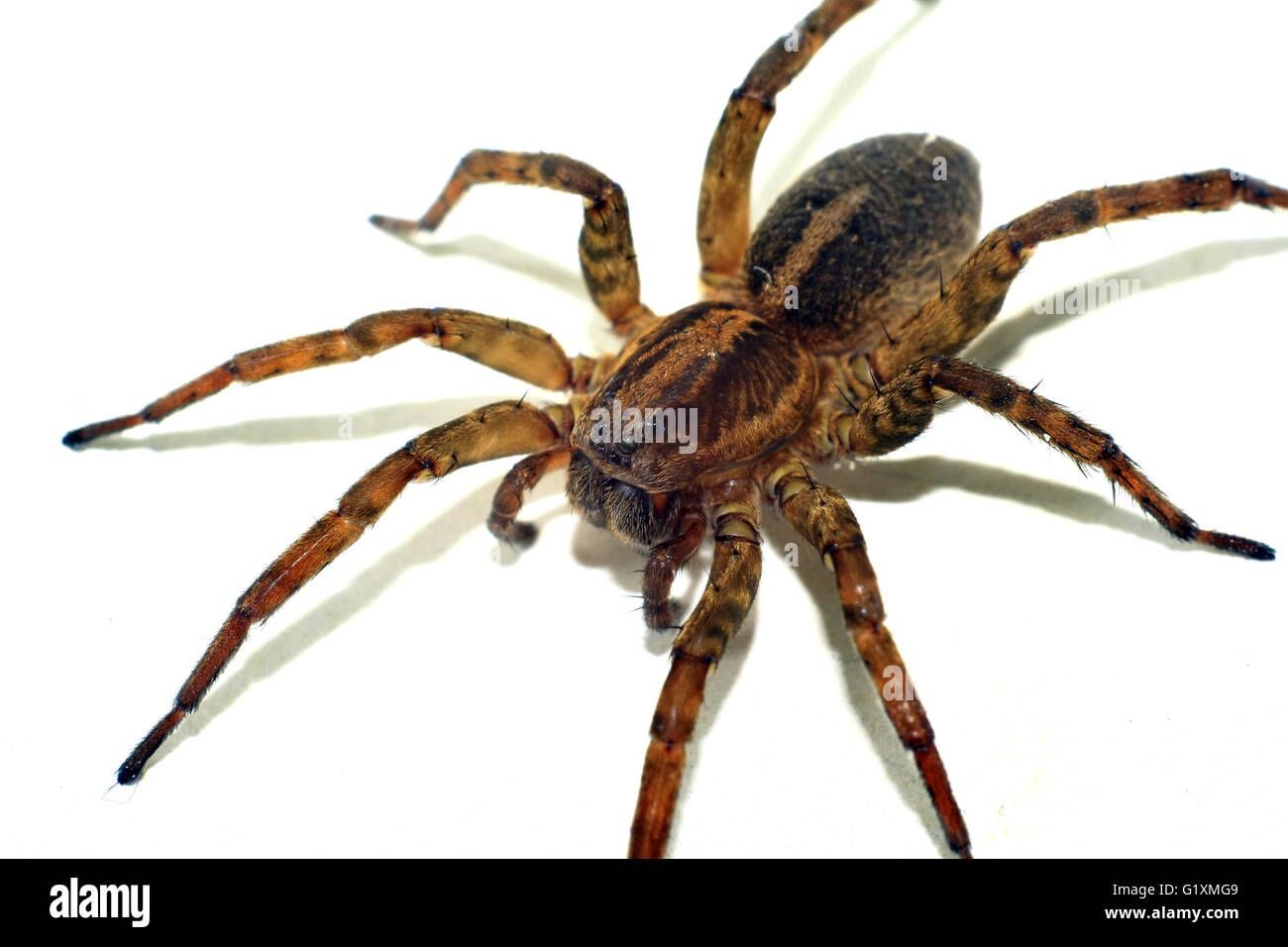 terrible brown spider extreme closeup Stock Photo
