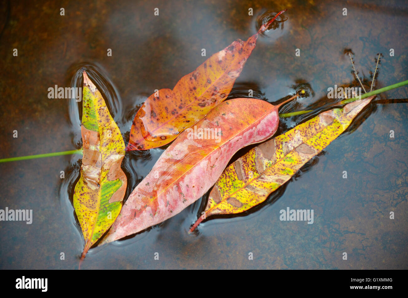 Eucalyptus leaves floating hi-res stock photography and images - Alamy