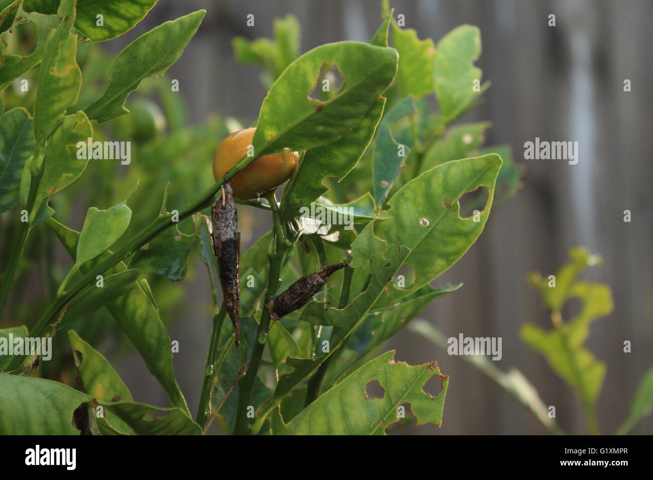 Damaged leaves of the kalamnsi/calamondin (Citrofortunella microcarpa) shrub. The caterpillars that fed on leaves are in cocoons Stock Photo