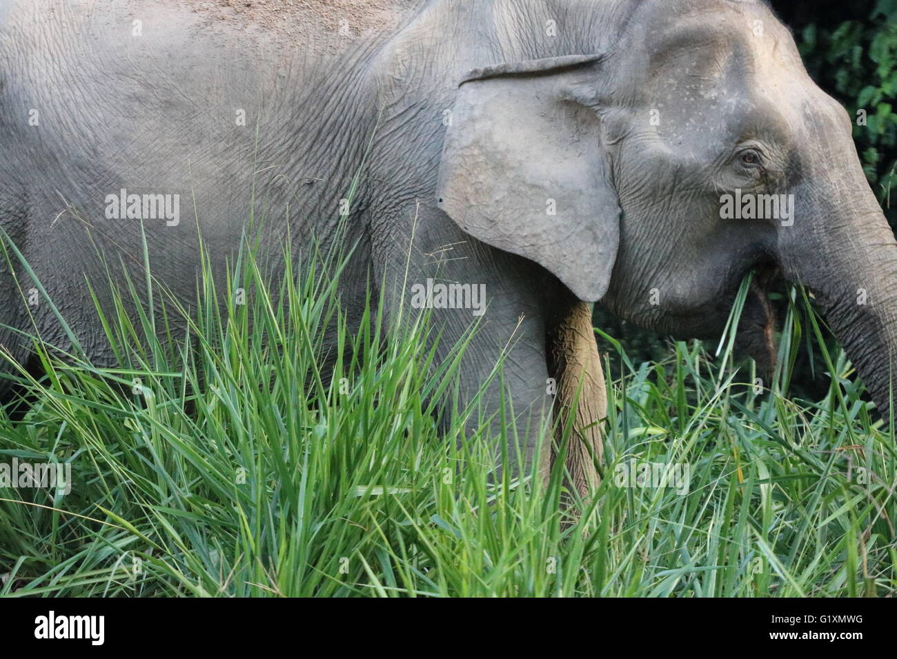 An endangered Bornean pygmy elephant Elephas maximus borneensis eating grass by the side of a road in Maliau Basin, Borneo Stock Photo