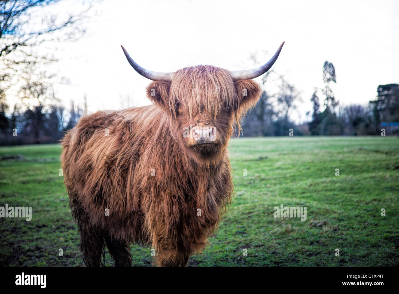 Scottish highland cow in field. Lone cow with large horns in a green field,  shaggy coated cow with hair over eyes, impressive animal Stock Photo - Alamy