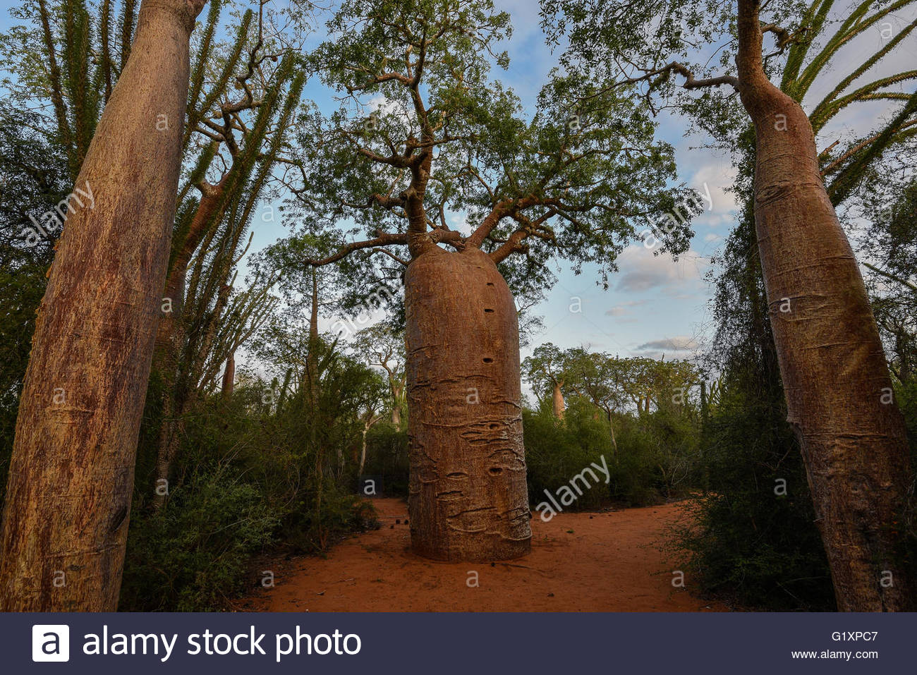 Baobab Tree Madagascar Stock Photos & Baobab Tree Madagascar Stock ...