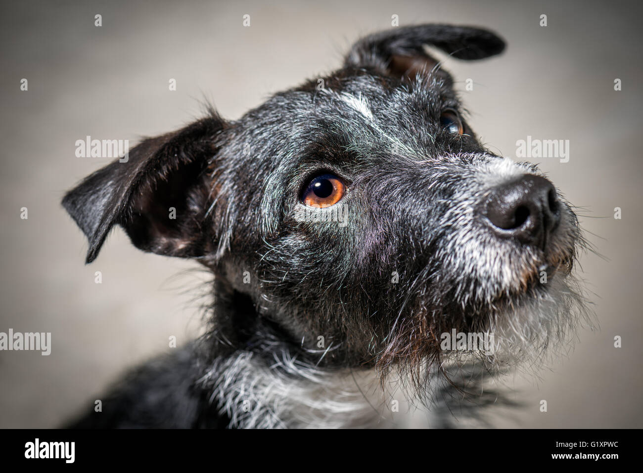 Harper - Patterdale Terrier Stock Photo