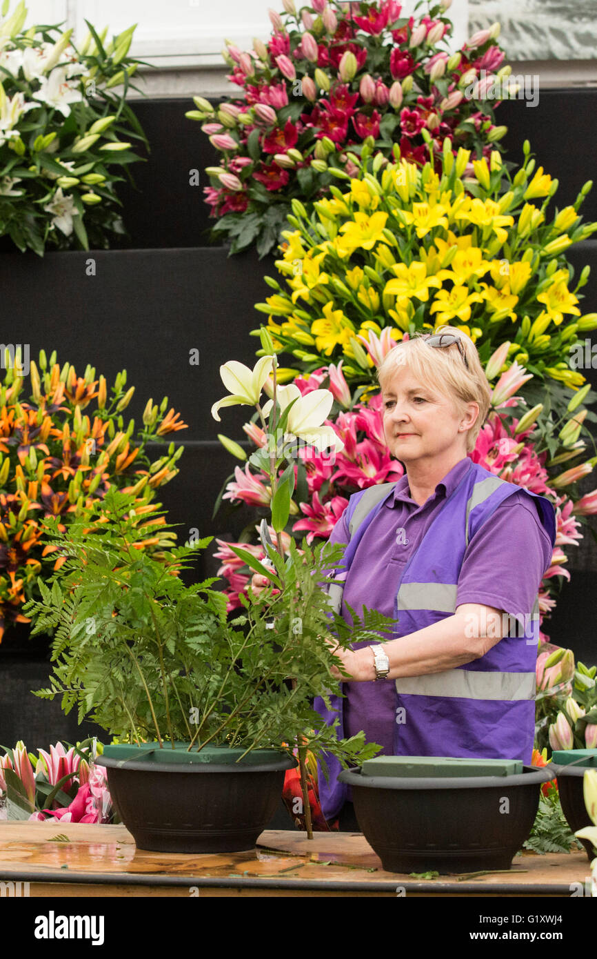 London, UK. 20 May 2016. Flower arranging. Preparations are under way