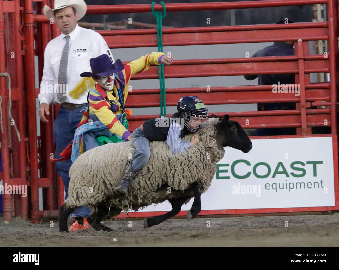 Surry Rodeo Rides Surrey, Canada. 20th May, 2016. A kid participates in mutton busting ...