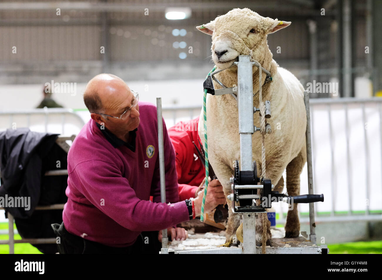 Royal Welsh Spring Festival, May 2016 - A farmer prepares his young Southdown ram for exhibition in the sheep arena. Stock Photo