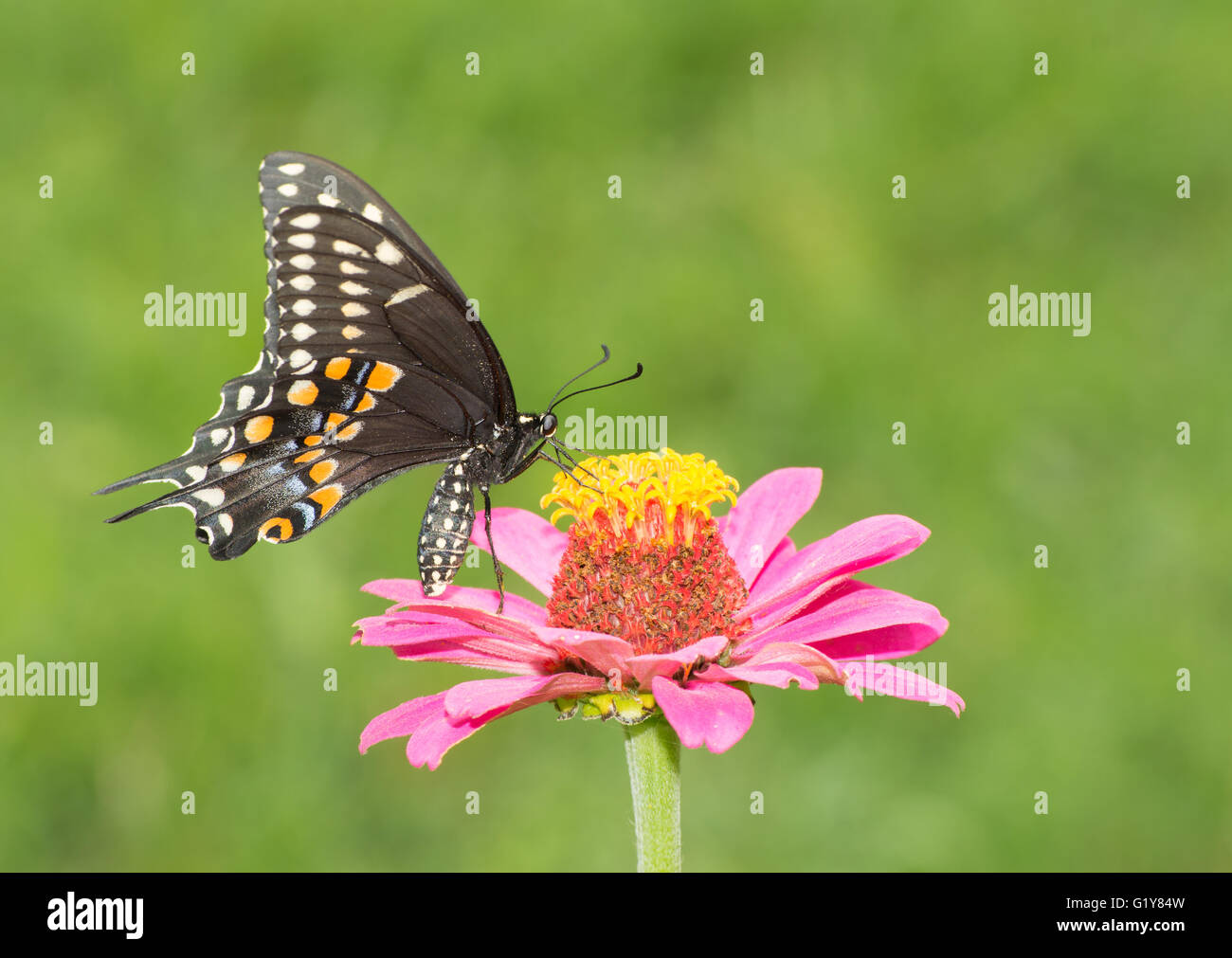 Black Swallowtail butterfly feeding on a pink Zinnia in summer garden Stock Photo