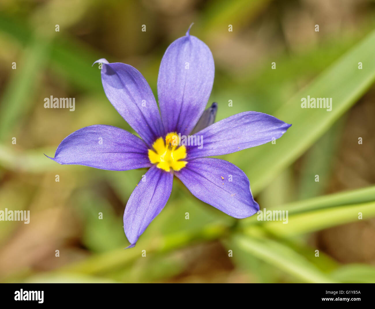 Close up image of a Blue-eyed Grass, Sisyrinchium angustifolium flower in spring Stock Photo