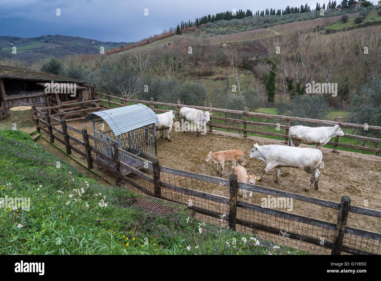 Chianina cattle in bio-dynamic wine farm Fontodi, Panzano (Greve in Chianti) Stock Photo