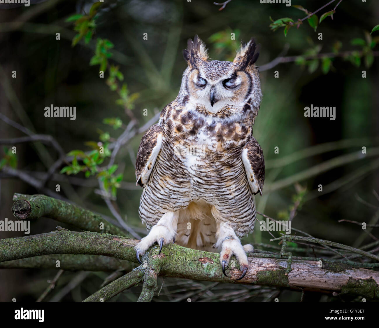 Gray horned owl sleeping Stock Photo