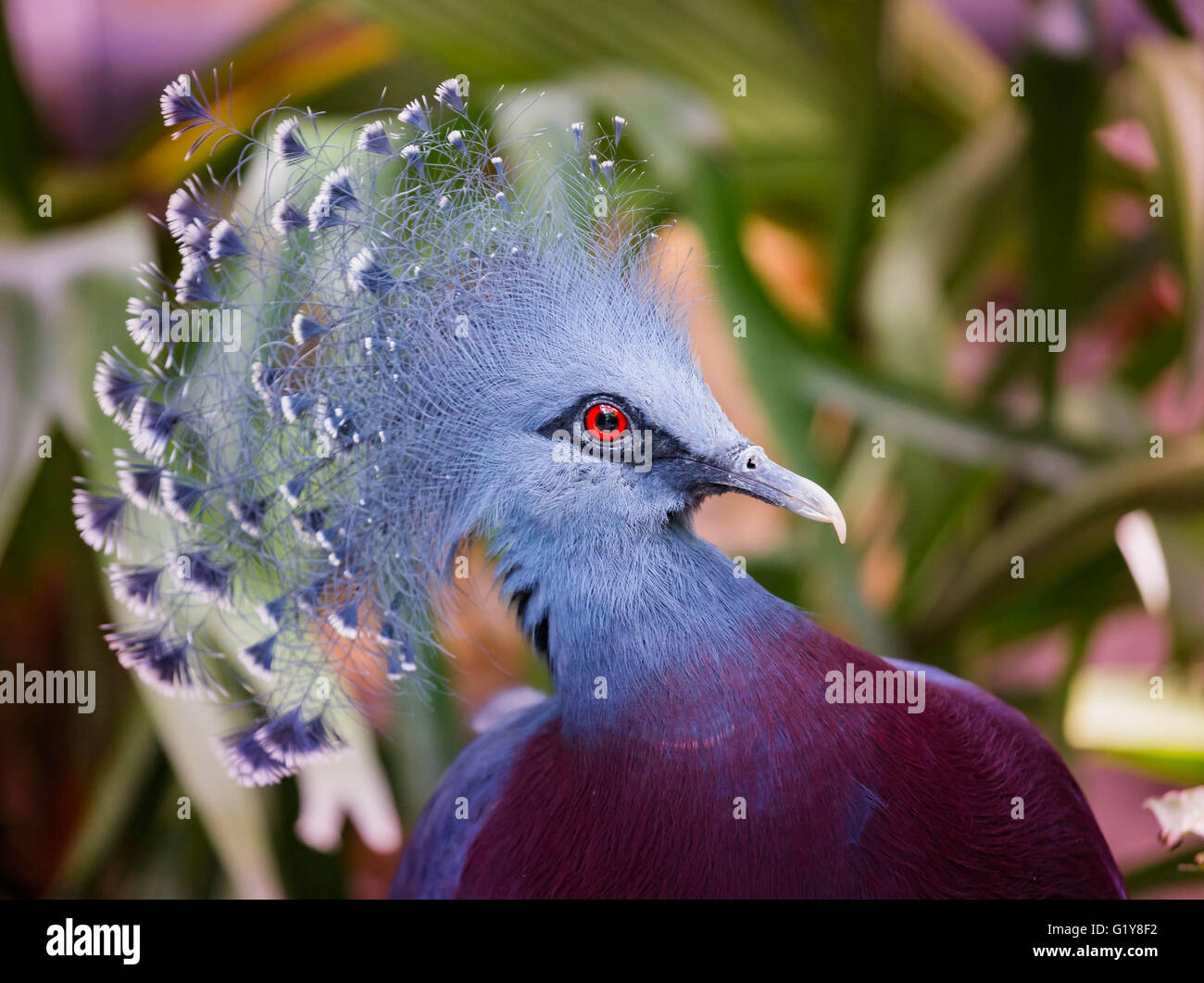 Crowned pigeon close up Stock Photo