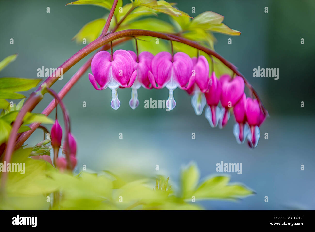 Bleeding Hearts Flower Stock Photo - Alamy