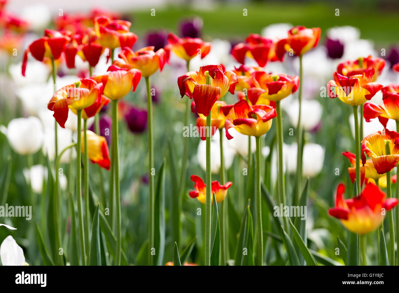 red and yellow tulips Stock Photo - Alamy