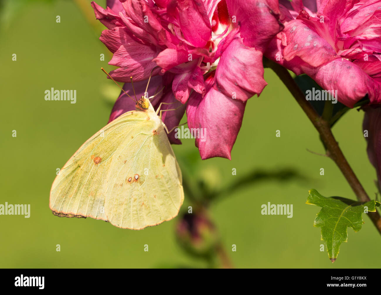 Bright yellow female Cloudless Sulphur butterfly feeding on a dark pink