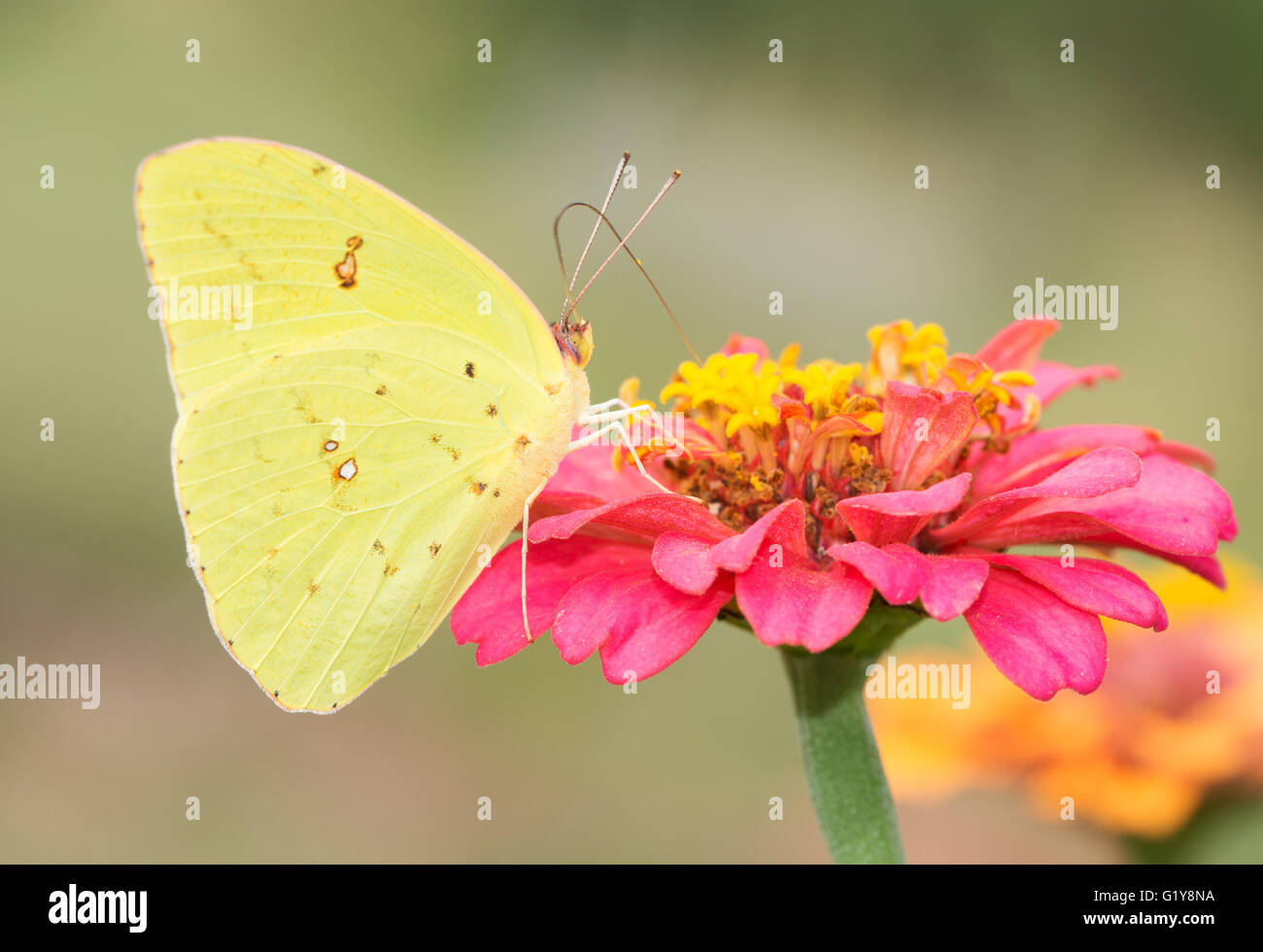 Female Cloudless Sulphur butterfly feeding on a hot pink Zinnia Stock Photo