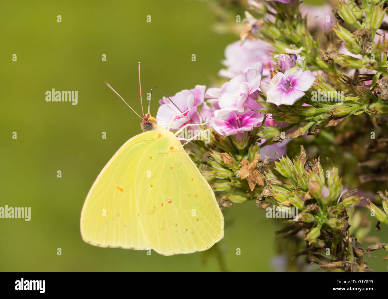 Cloudless Sulphur butterfly feeding on a pink Phlox flower Stock Photo