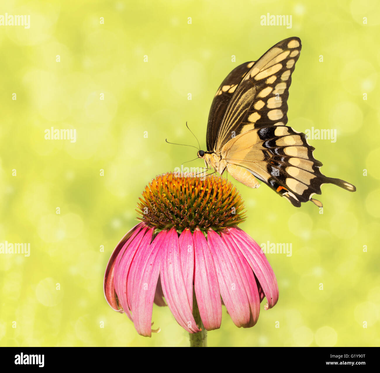 Dreamy image of a Giant Swallowtail butterfly on a Purple Coneflower Stock Photo