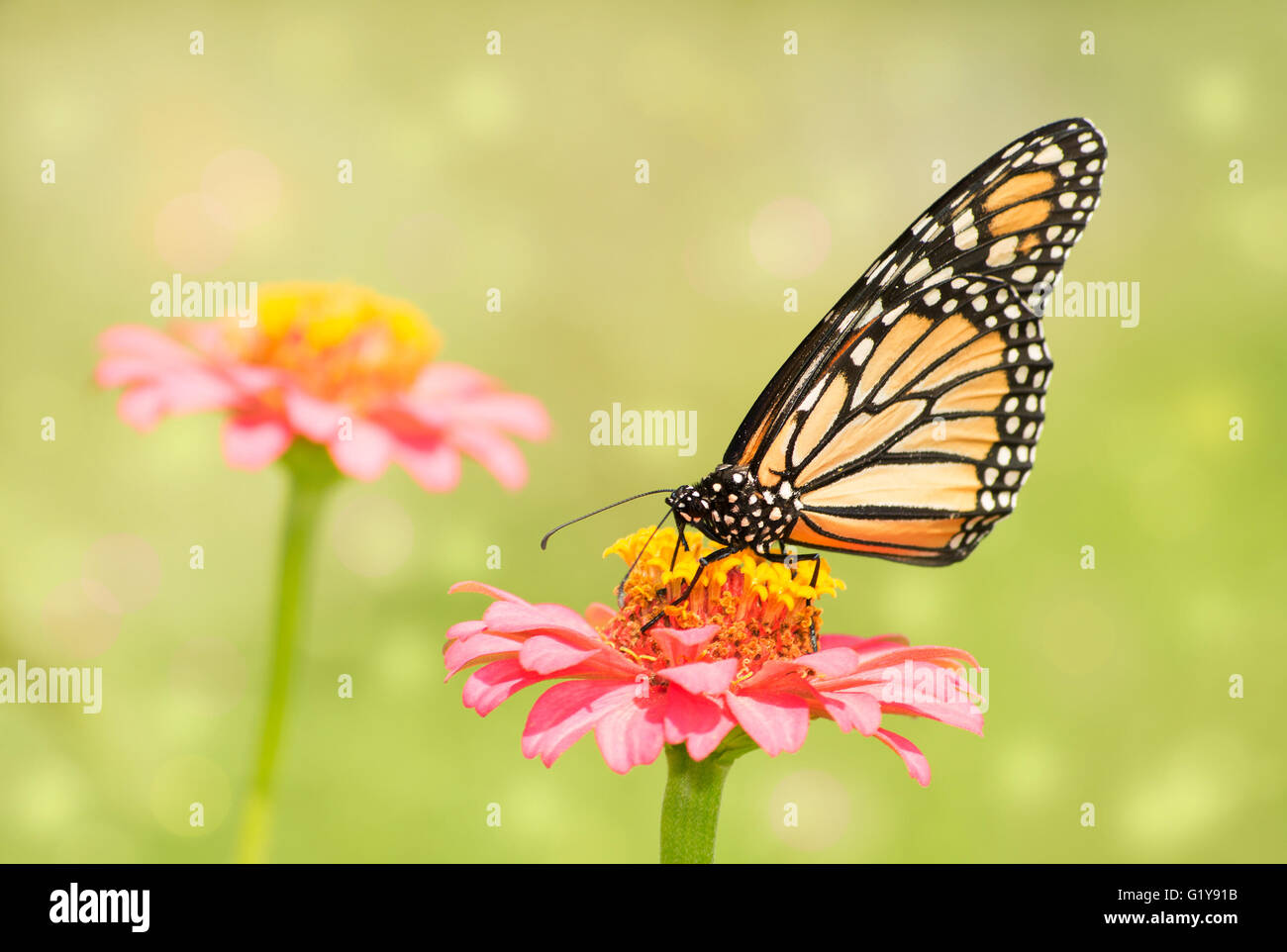 Dreamy image of a Monarch butterfly on light pink Zinnia flower in sunny summer garden Stock Photo