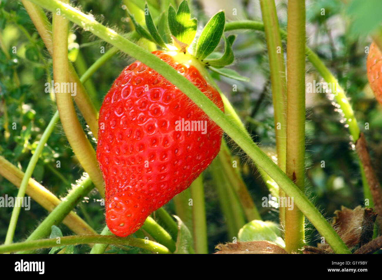 Red ripe strawberry hidden among leaves Stock Photo - Alamy