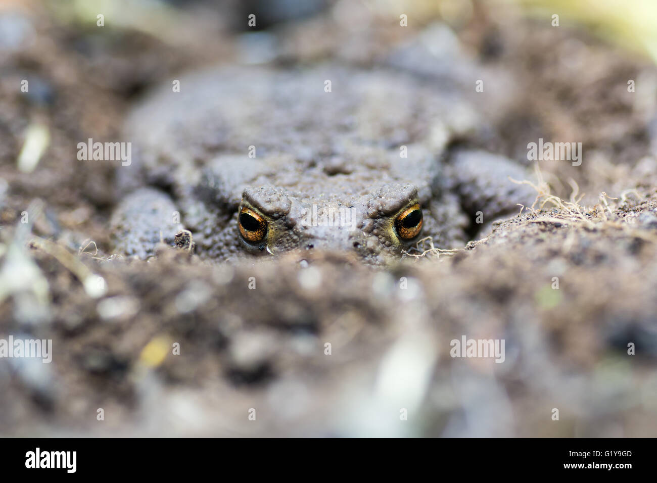 Common toad (Bufo bufo) partially buried in soil. Familiar amphibian hiding on ground, with bright eyes visible Stock Photo