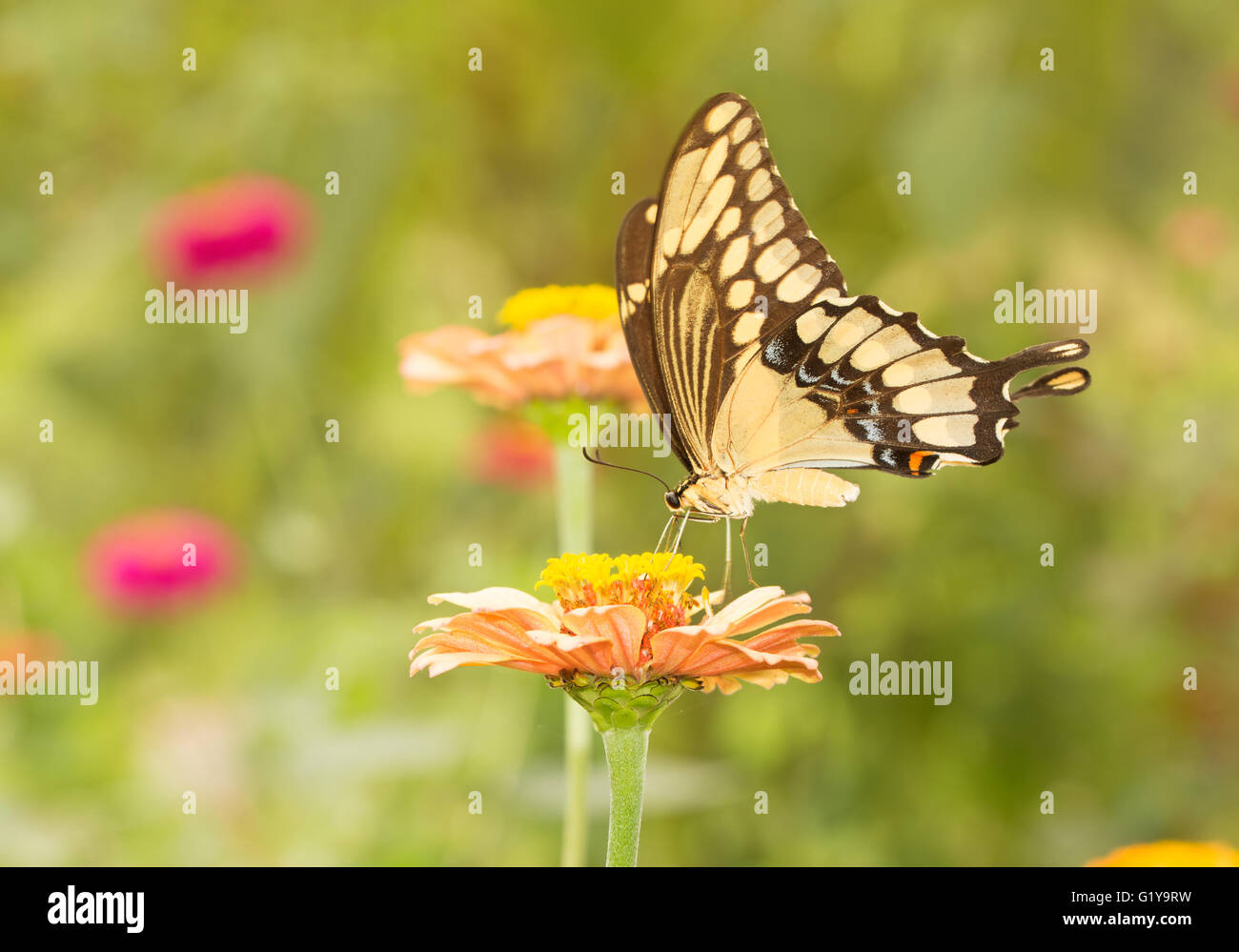 Giant Swallowtail butterfly feeding on a flower in sunny summer garden Stock Photo