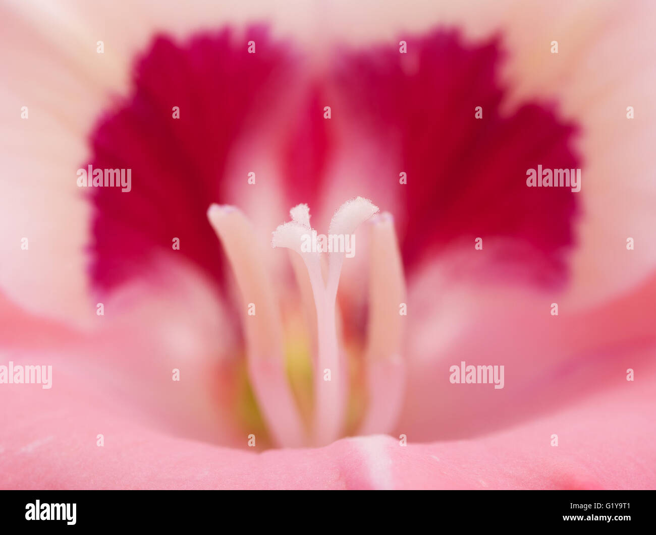 Closeup of Gladiolus flower with stigma against the dark pink part of the petal on background Stock Photo