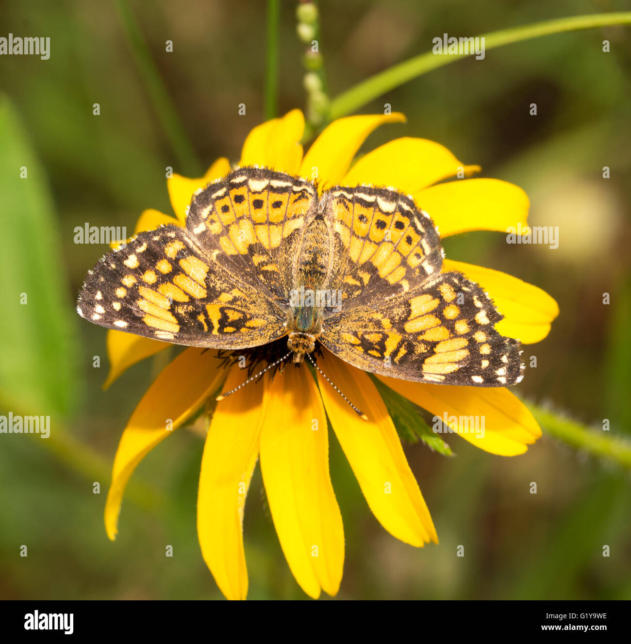 Gorgone Checkerspot butterfly feeding on a bright yellow black-eyed Susan flower in summer Stock Photo