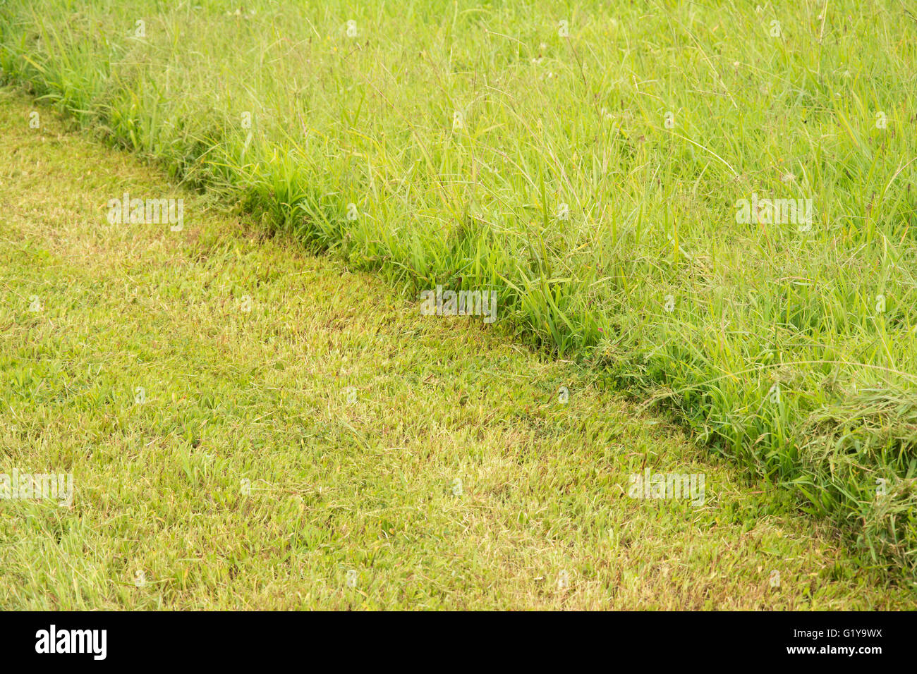 Diagonal line separating cut and uncut grass Stock Photo