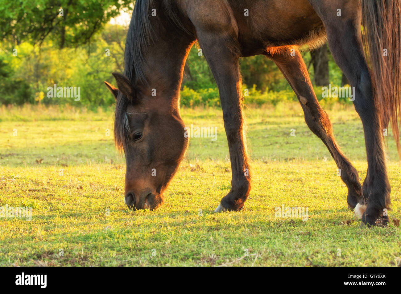 Dark bay Arabian horse nibbling on spring grass in soft late afternoon sun Stock Photo