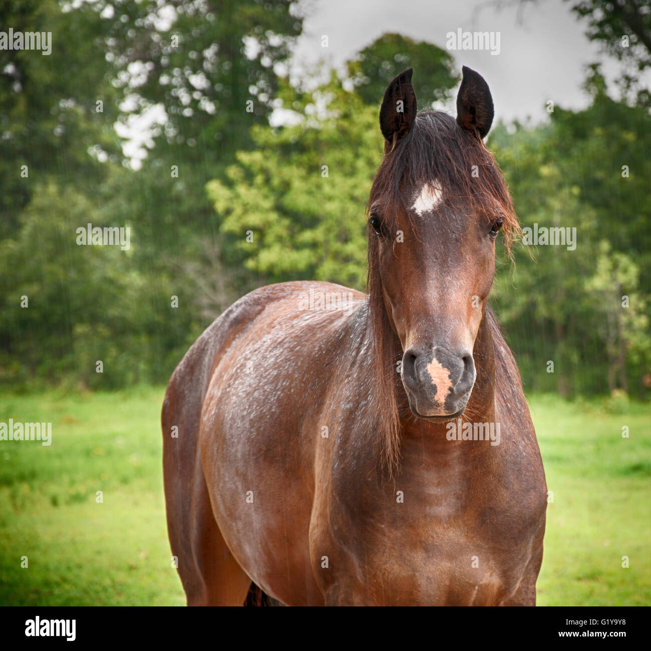 Arabian horse in soft summer rain, looking at the viewer, with a slightly deepening filter Stock Photo