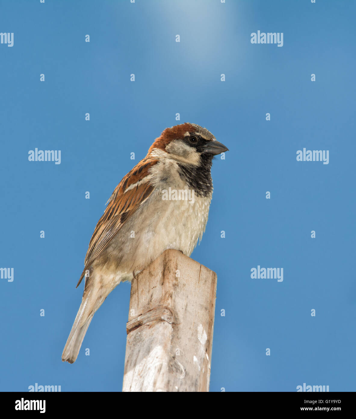 Male House Sparrow, Passer domesticus, perched on top of a stick against sunny blue sky Stock Photo