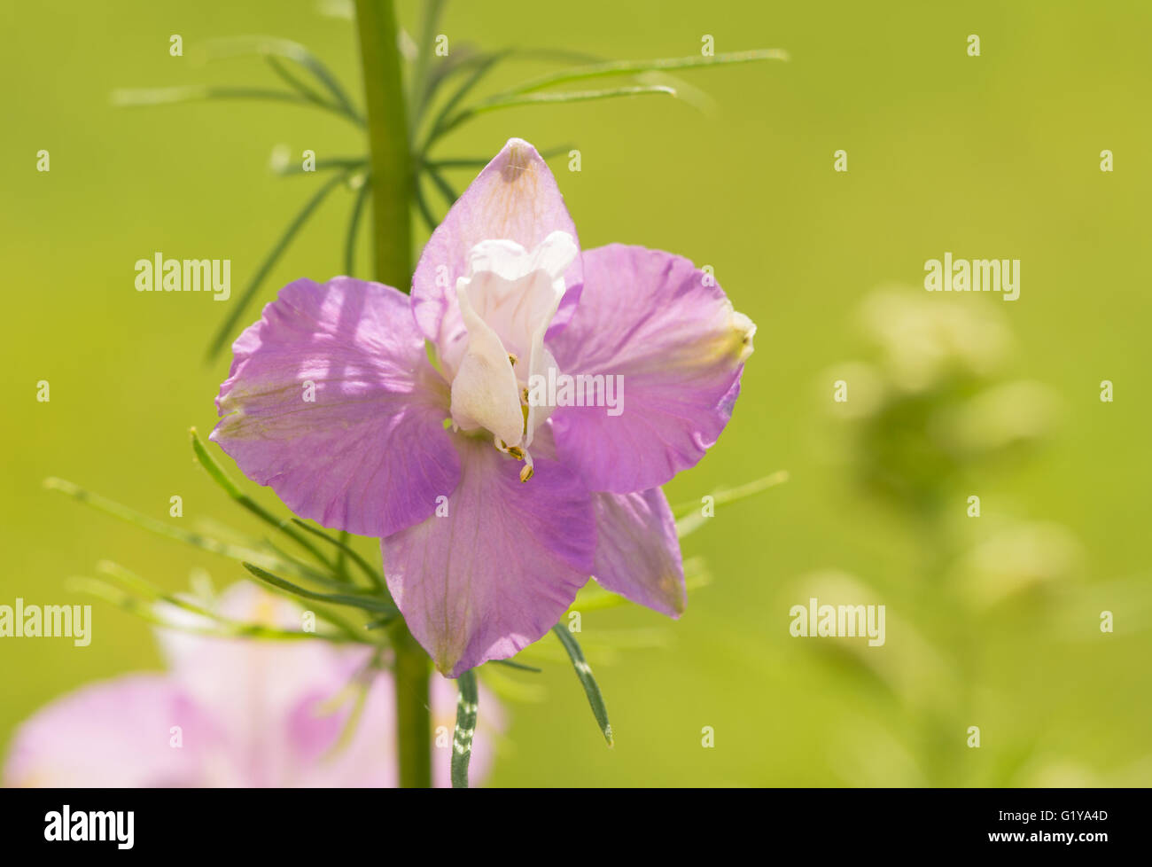 Single bloom of a light purple Larkspur Stock Photo