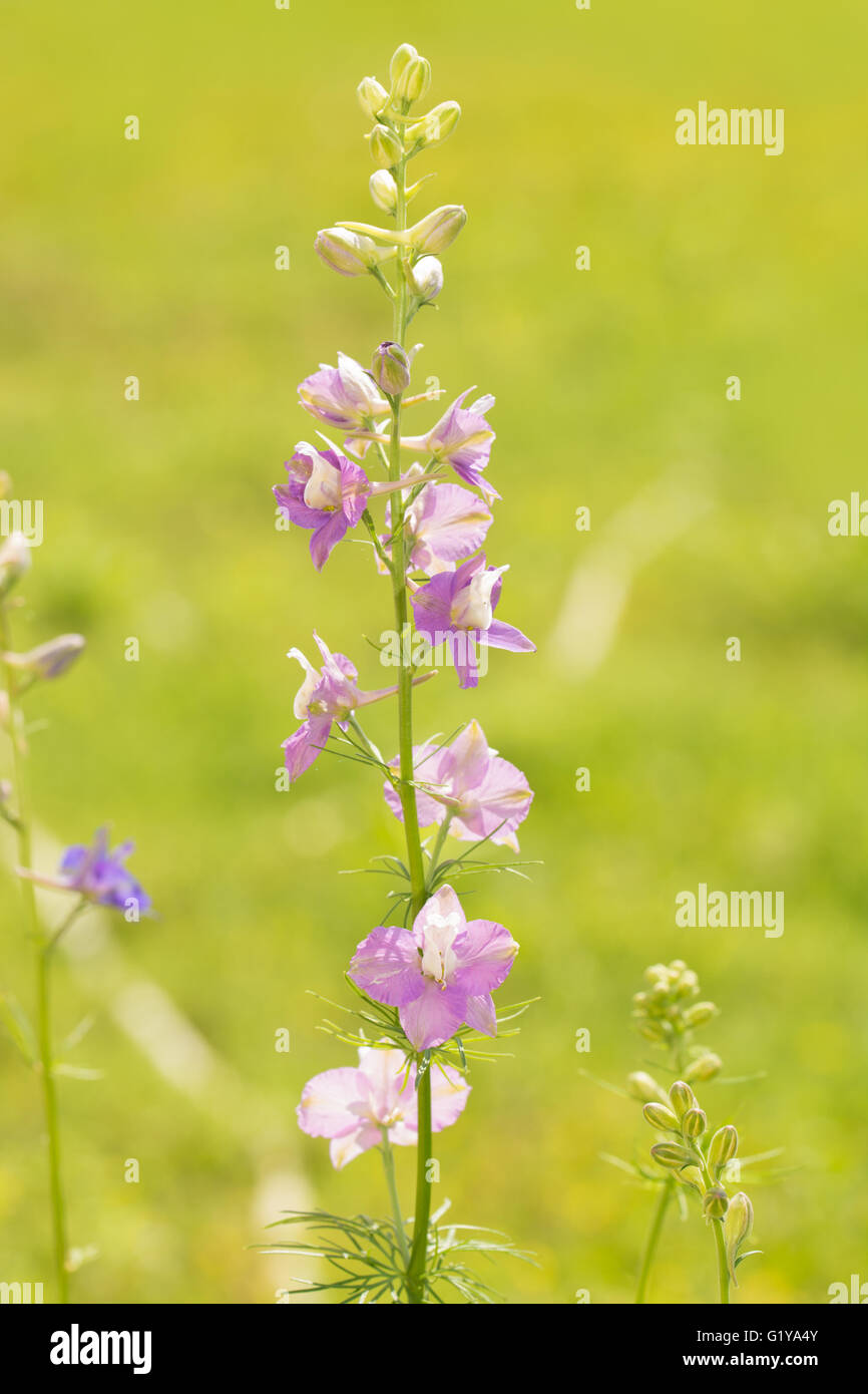 Beautiful light purple Larkspur blooming in green summer garden Stock Photo