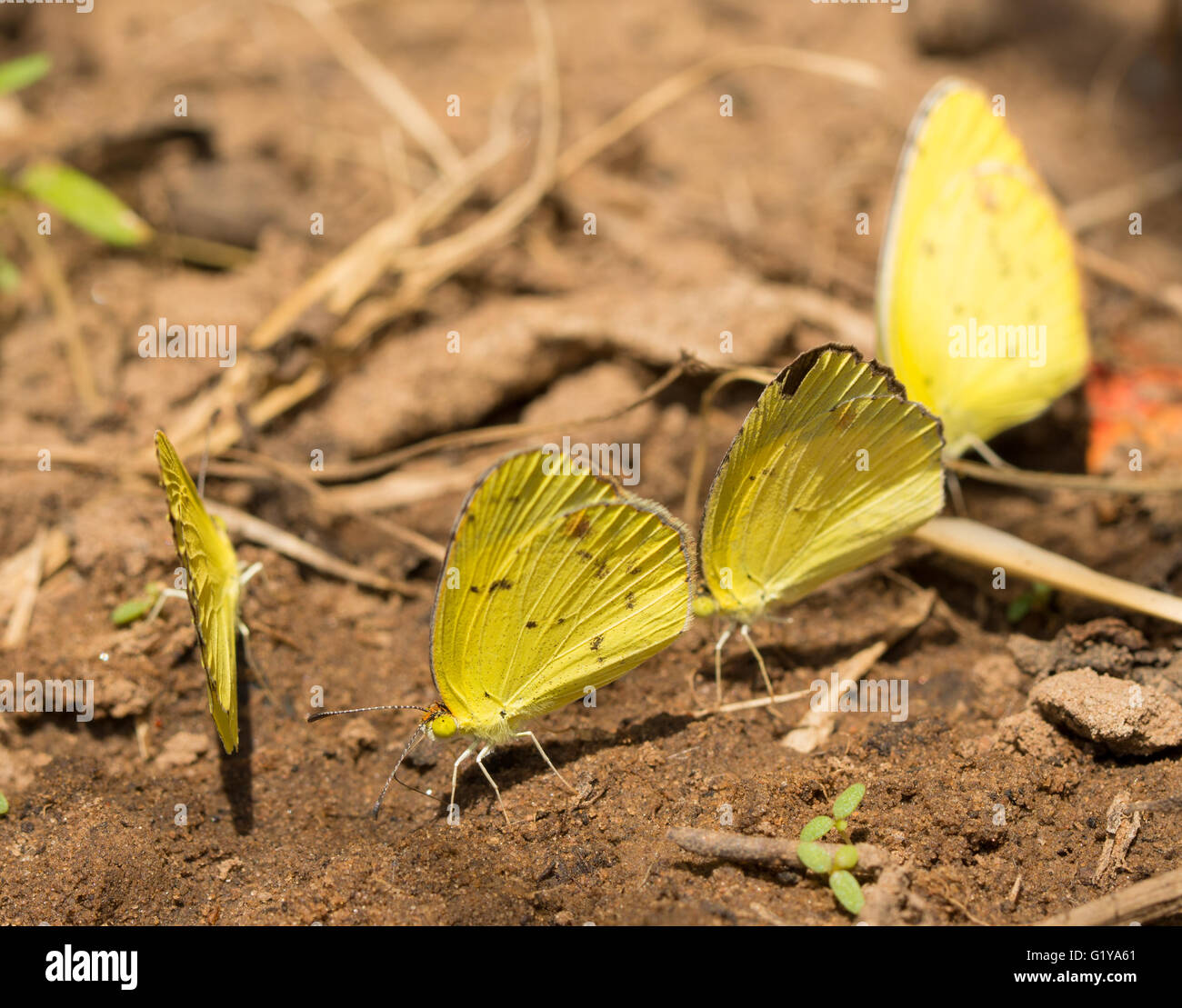 Puddling Little Yellow butterflies getting nutrients from soil Stock Photo