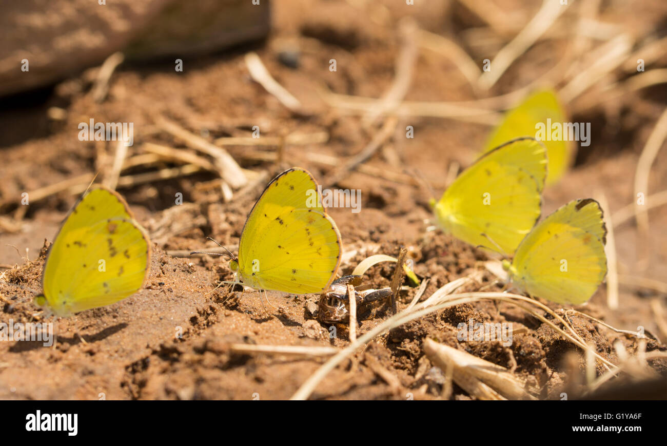 Group of Little Yellow, Eurema lisa butterflies seeking nutrients from wet soil Stock Photo