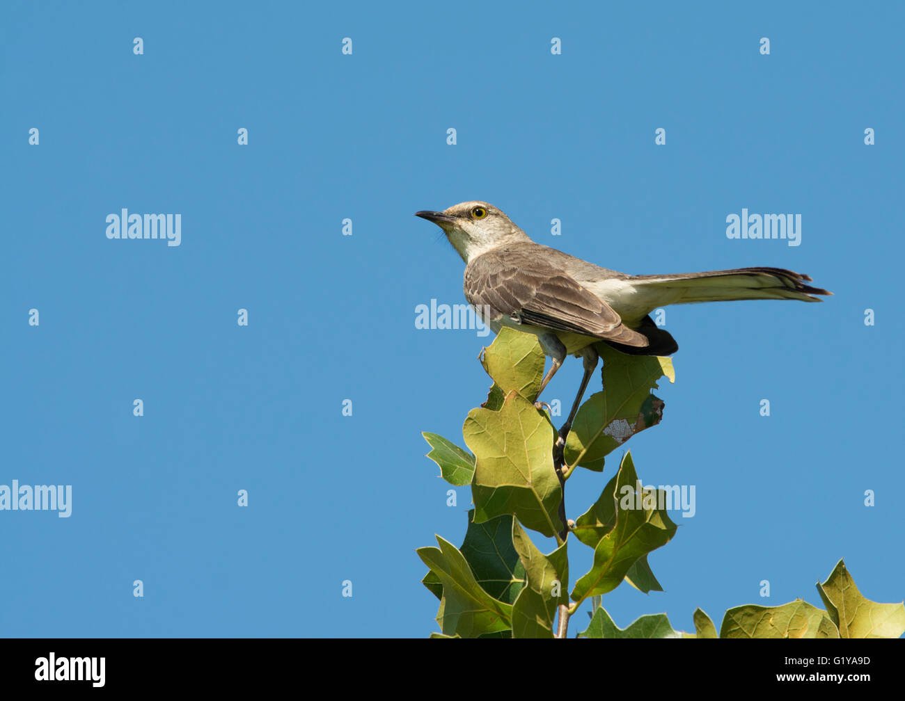 Mimus polyglottos, Northern Mockingbird perched on top of an Oak tree against clear blue sky Stock Photo