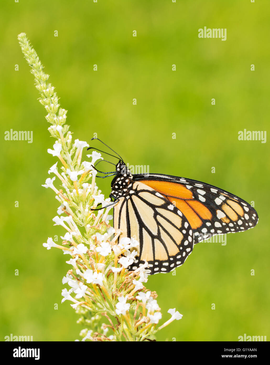 Female Monarch butterfly feeding on white Butterfly Bush flowers, with green background Stock Photo