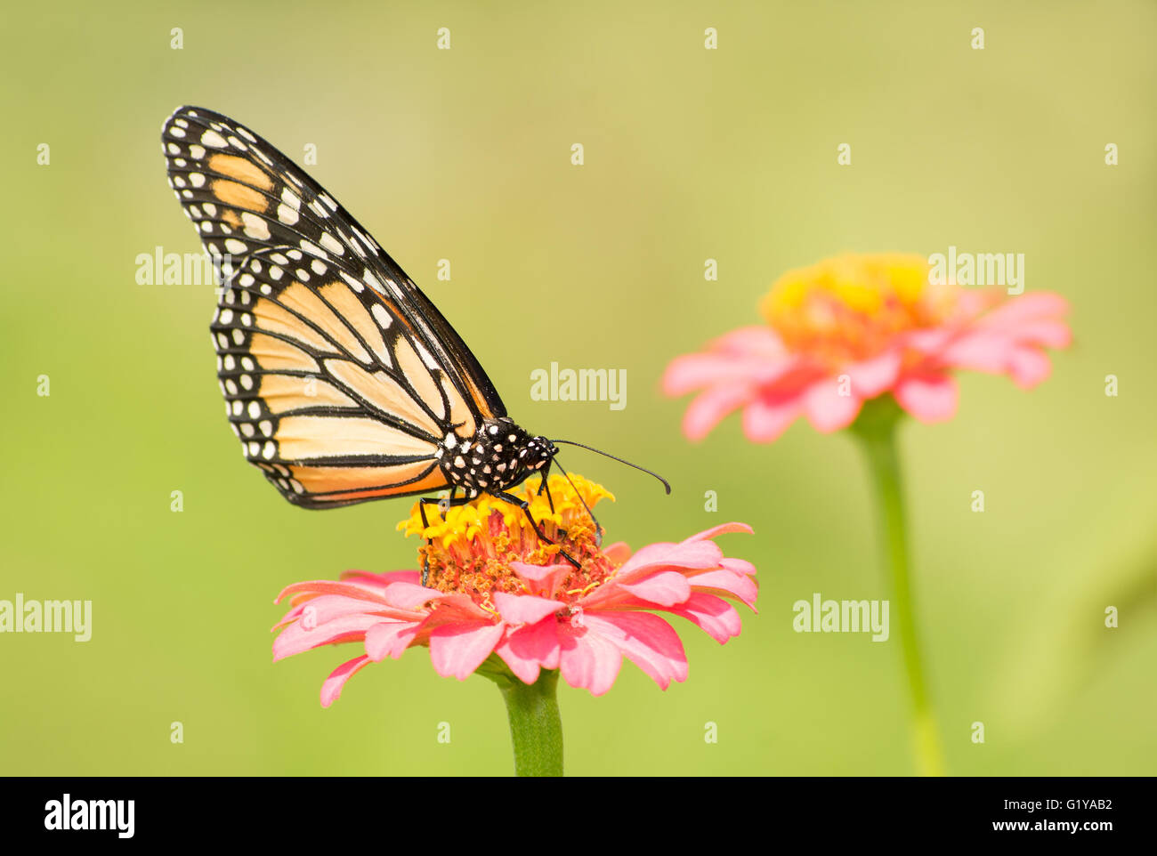 Monarch butterfly on light pink Zinnia flower in sunny summer garden Stock Photo