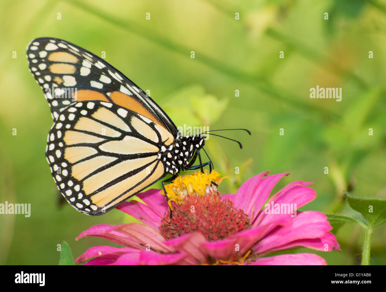 Female Monarch butterfly on Zinnia flower Stock Photo