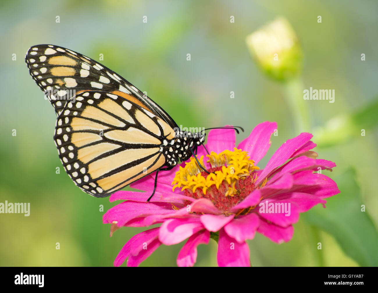 Monarch butterfly on a deep pink Zinnia Stock Photo