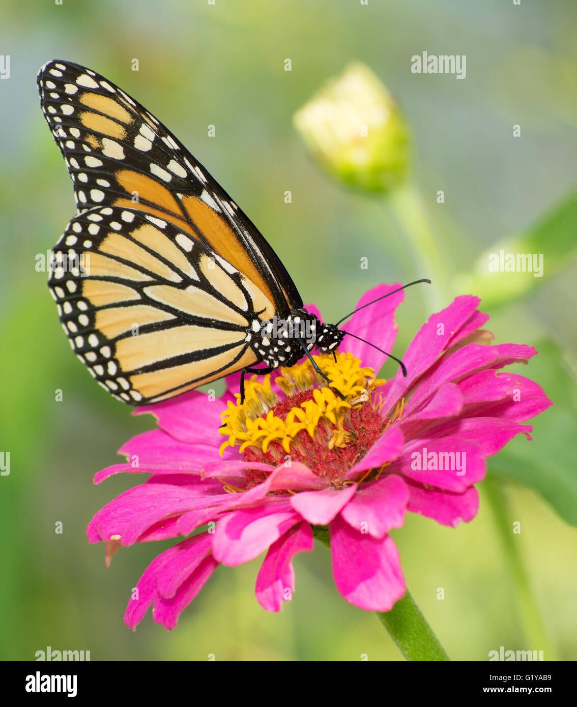 Monarch butterfly feeding on pink Zinnia flower in summer garden Stock Photo