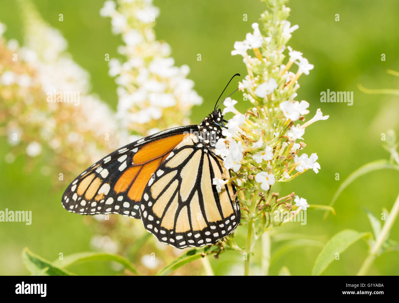 Female Monarch butterfly on a white Butterflybush flower cluster Stock Photo