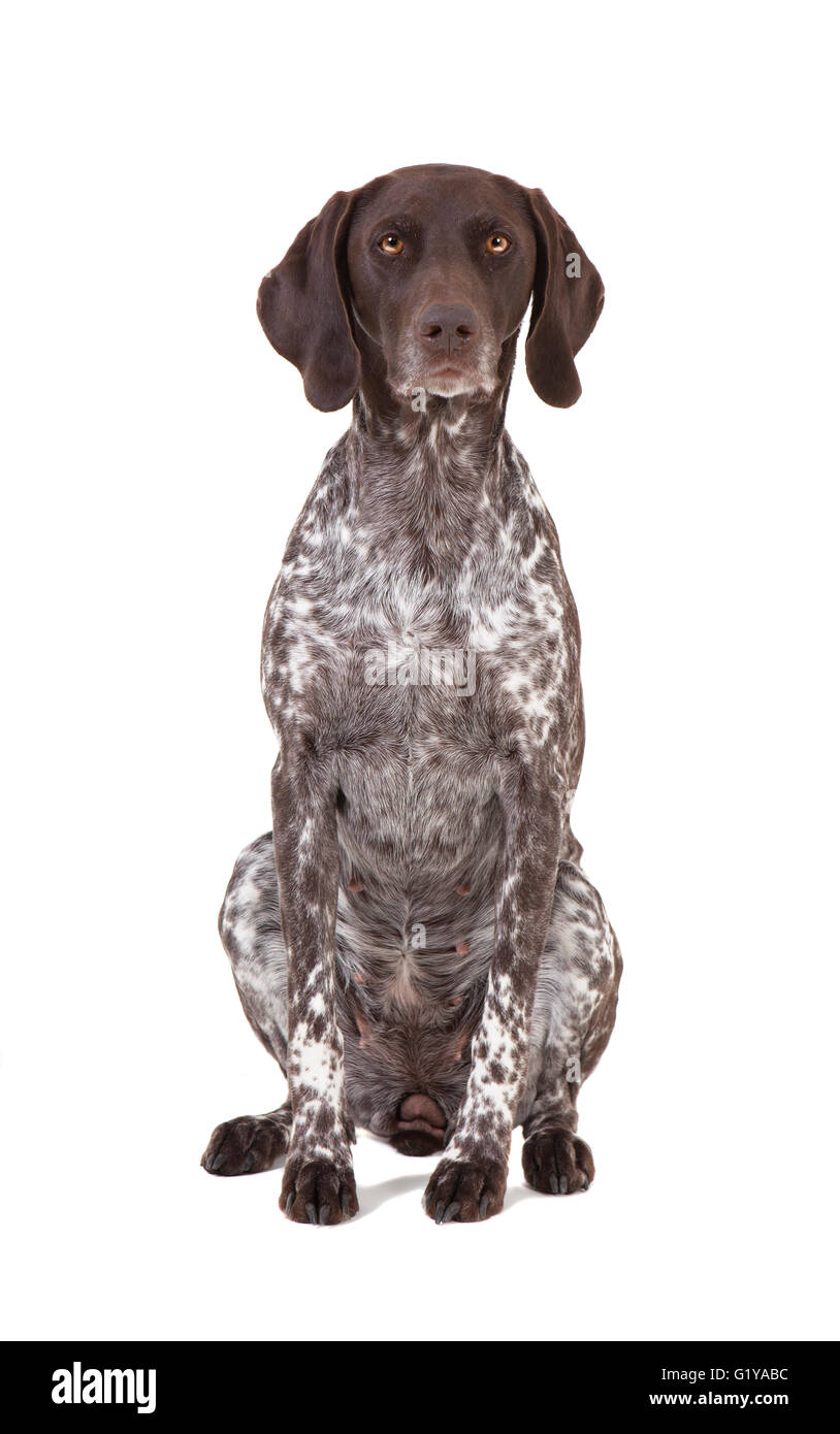 a hunting dog of the breed German shorthaired pointer sitting in front of a white background Stock Photo