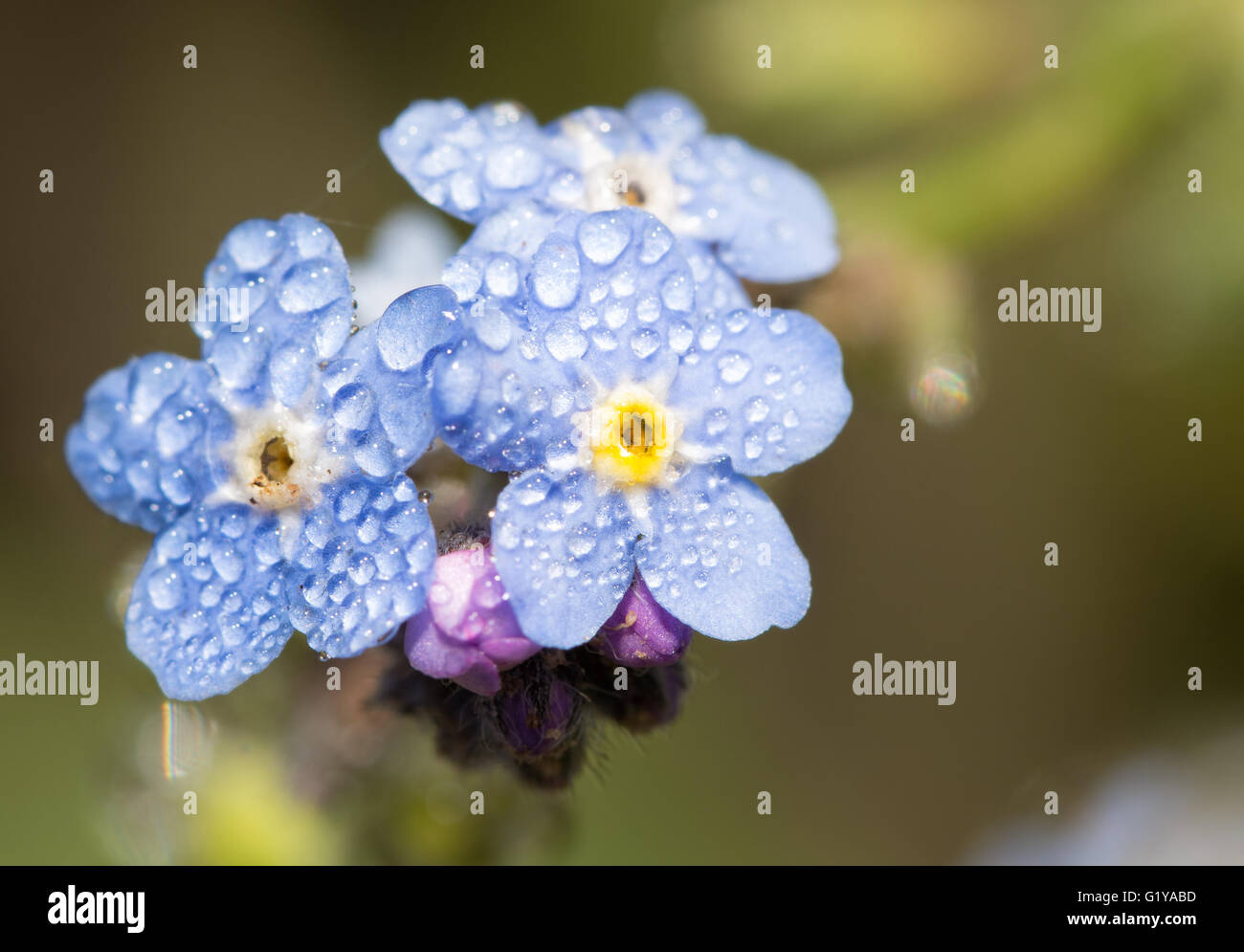 Myosotis, Forget-me-not flowers with dew drops in morning sun Stock Photo