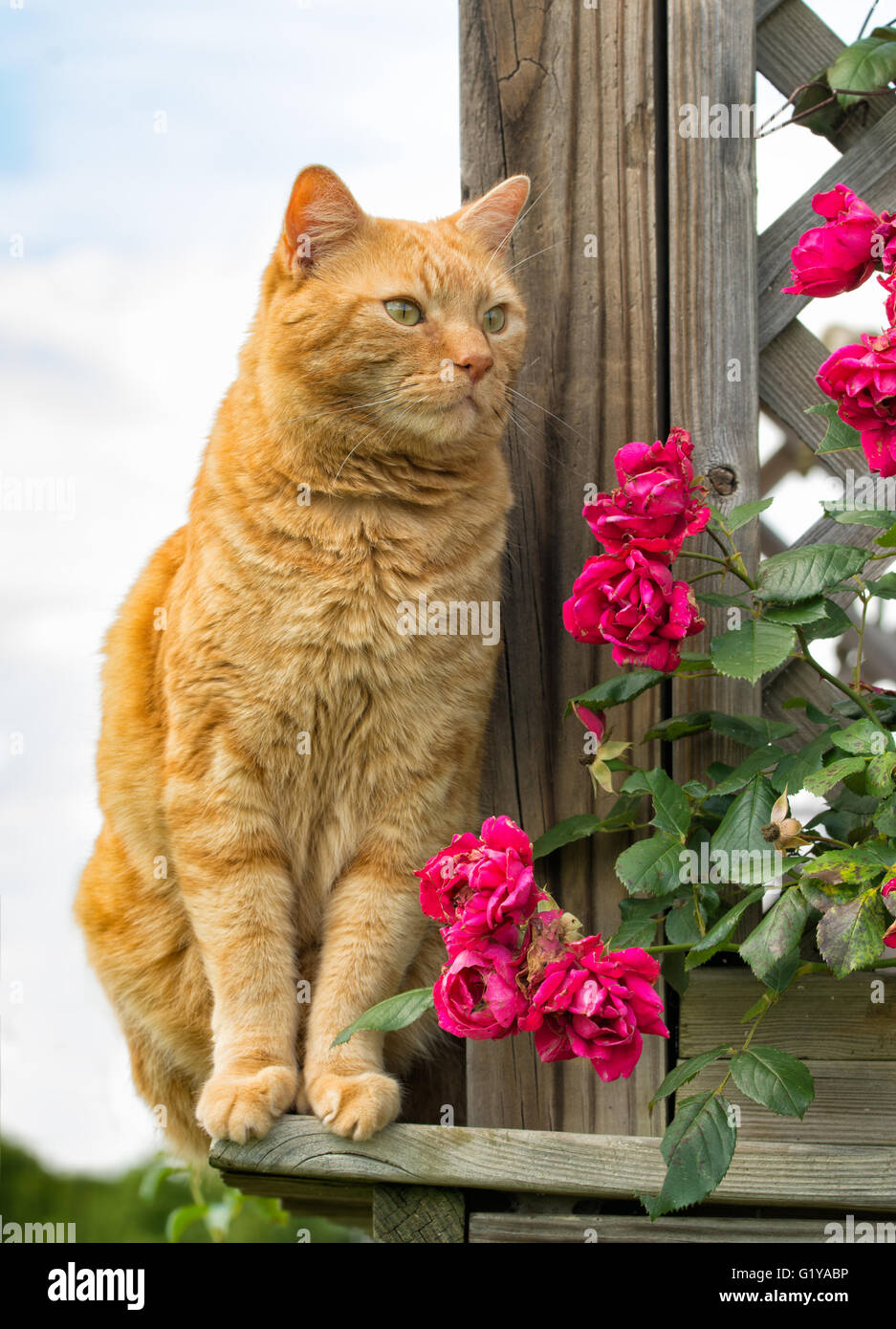 Ginger tabby cat sitting on outside of a wooden porch Stock Photo - Alamy