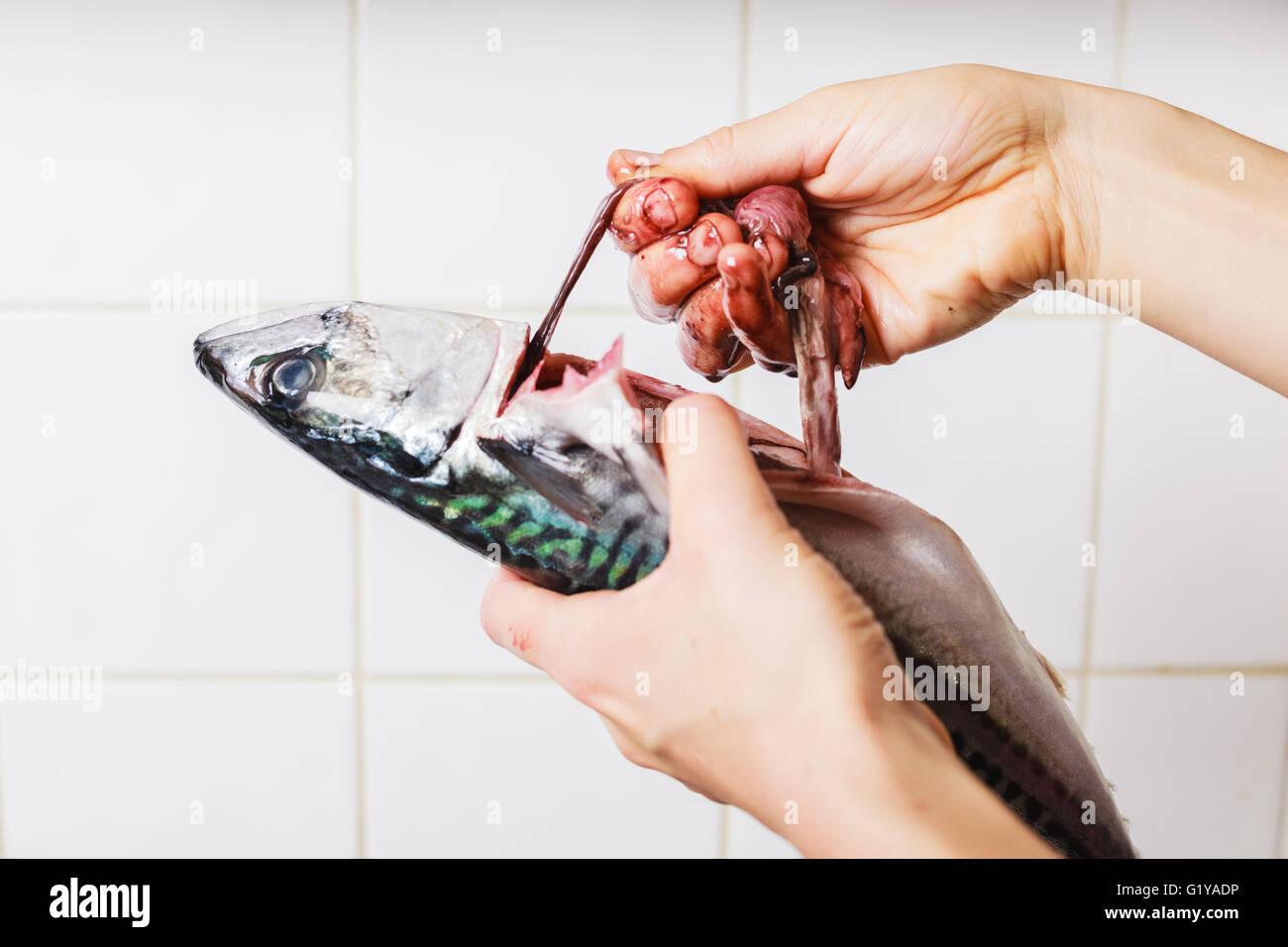 Close up on the hands of a young woman as she is gutting and cleaning a fish in the kitchen Stock Photo