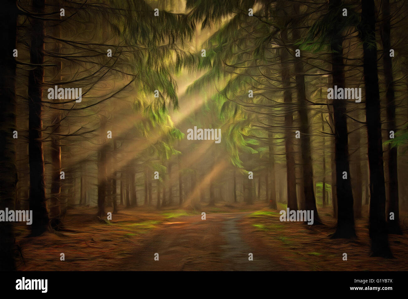 Sun beams and trees hi-res stock photography and images - Alamy