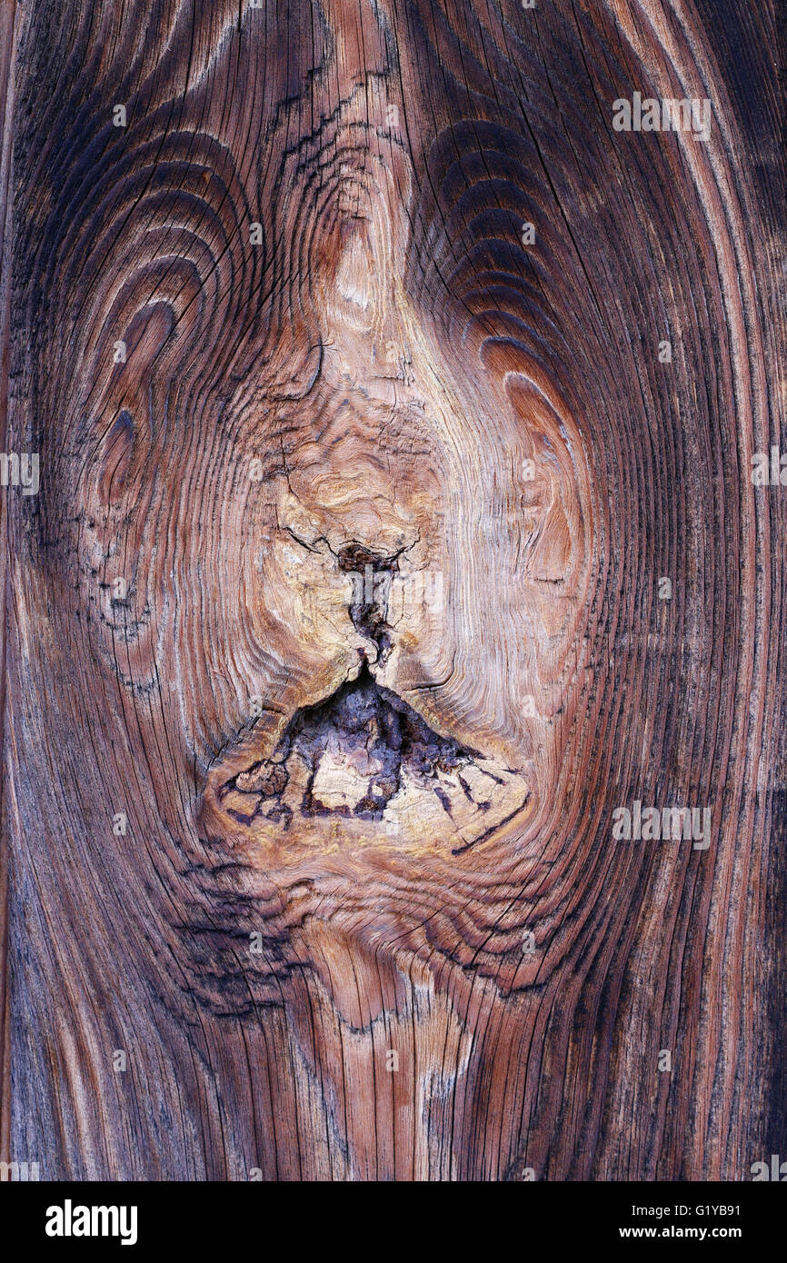 Bizarre knot in wood - rough wooden texture Stock Photo